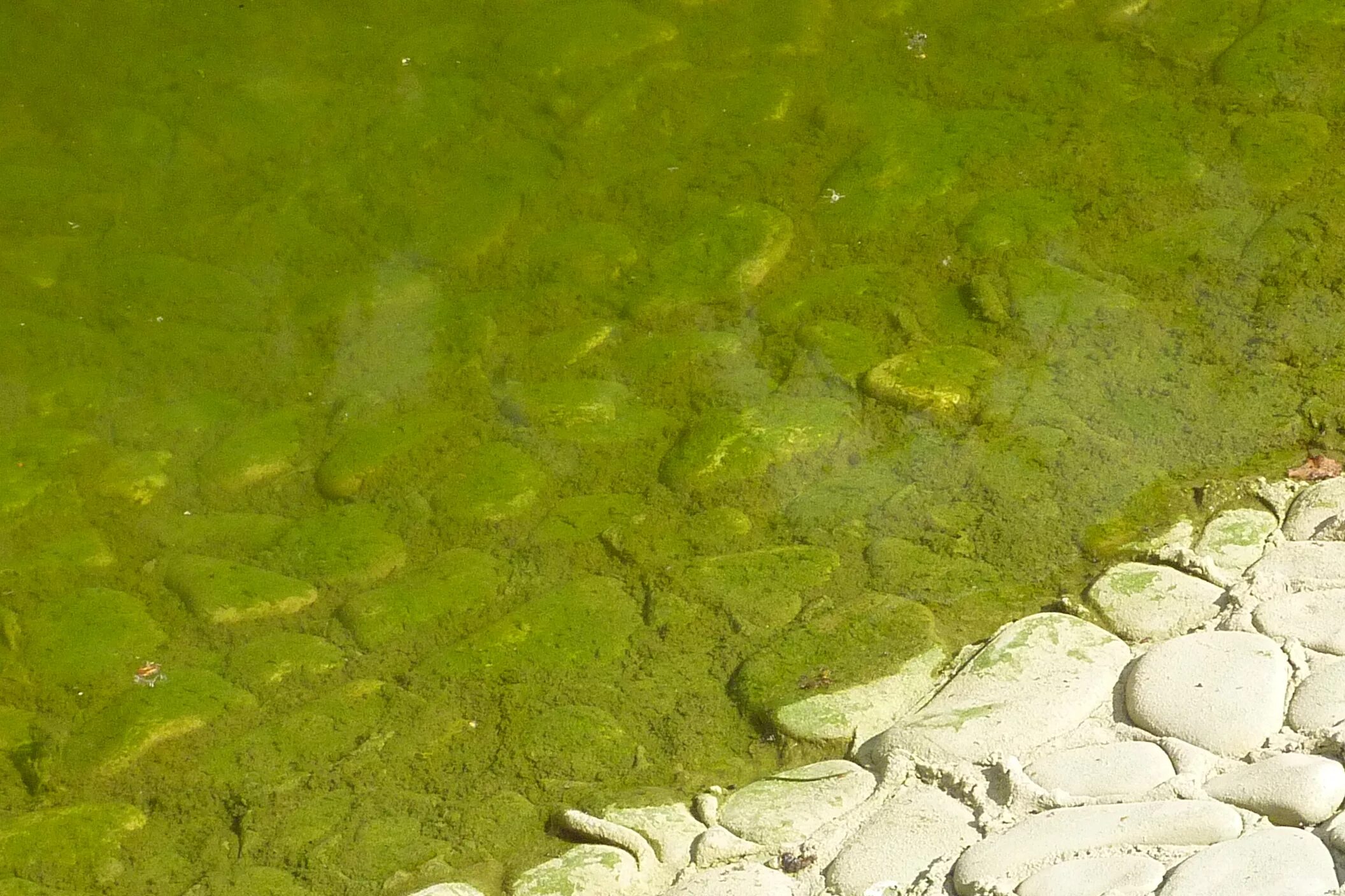 Водоросли в пруду. Зелёные водоросли в водоёмах название. Бактерии в водоемах. Зеленые водоросли в бассейне.