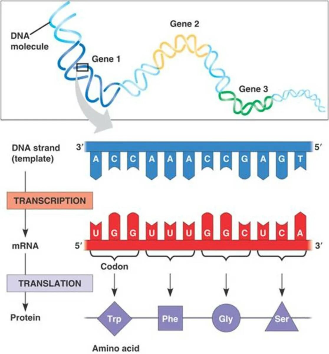 DNA RNA Protein. Protein Synthesis in DNA. TRP-МРНК. Translation Protein. Dna перевод