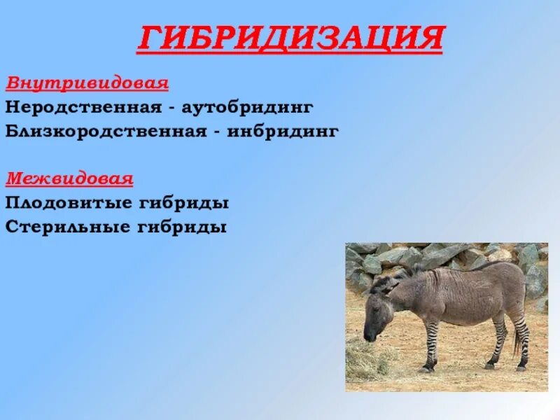 Как называется процесс создания гибридов. Методы гибридизации в биологии. Эффект гетерозиса у растений. Гибридизация это в биологии кратко. Аутбридинг мул.