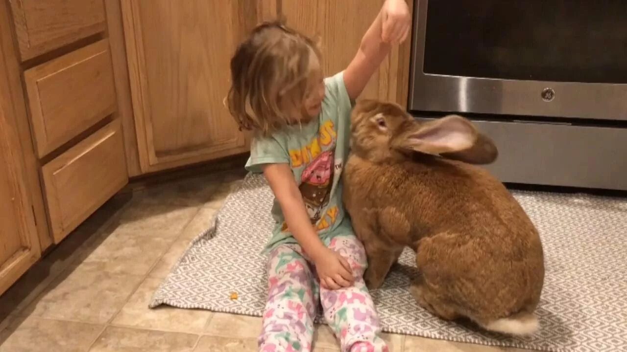 I a pet rabbit. Continental giant Rabbit. Континентальный кролик. Гигантская крольчиха. Девочка и гигантский кролик.