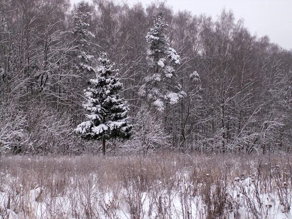 Летопись зимы. Летопись зимы. Зима 2009-2010. Зимняя летопись белым ровным слоем. Гольяновский парк москва зимой.