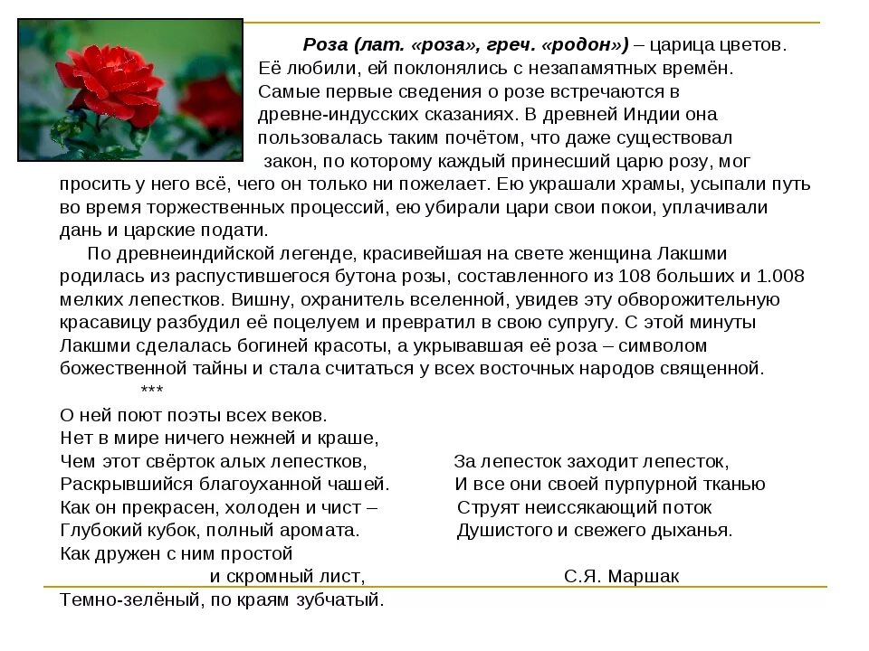 Как описать розу. Описание розы 4 класс. Доклад про розу 3 класс по окружающему миру. Описание розы 3 класс. Рассказ описание про розу.