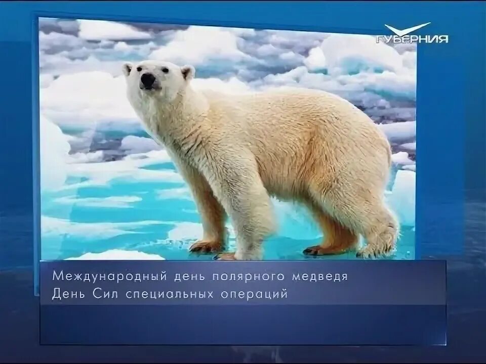 Символ белого медведя 3. Международный день полярного медведя 27 февраля картинки. 27 февраля день полярного медведя. Международный день полярного медведя презентация. Белый медведь на праздник.