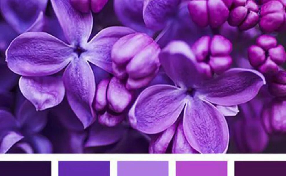 Sonic and the secret rings darkspine sonic. девушка среди цветов. хамелеон эспио из соника. гортензия сиреневая. сиреневые волосы.