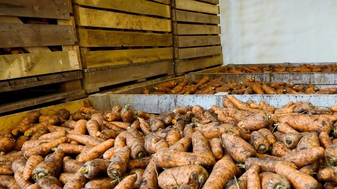 Хранение картофеля зимой. Хранение моркови. морковь в погребе. ящик для хранения моркови. хранение моркови в хранилище.