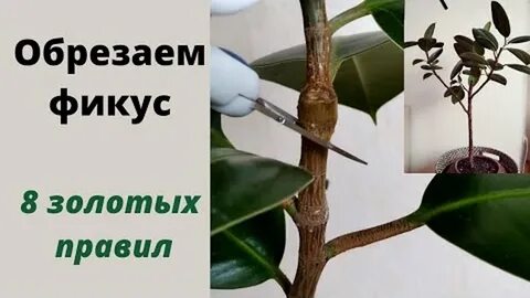 Как правильно отрезать фикус