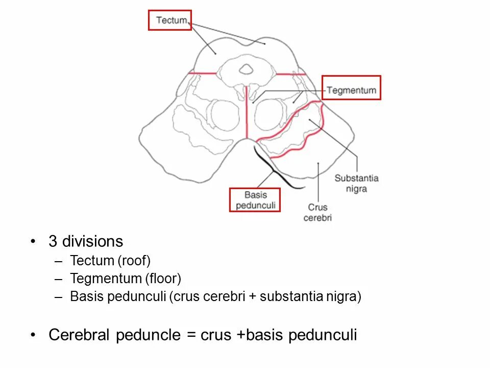 Basis род. Basis pedunculi cerebri. tectum mesencephali анатомия. tegmentum анатомия.