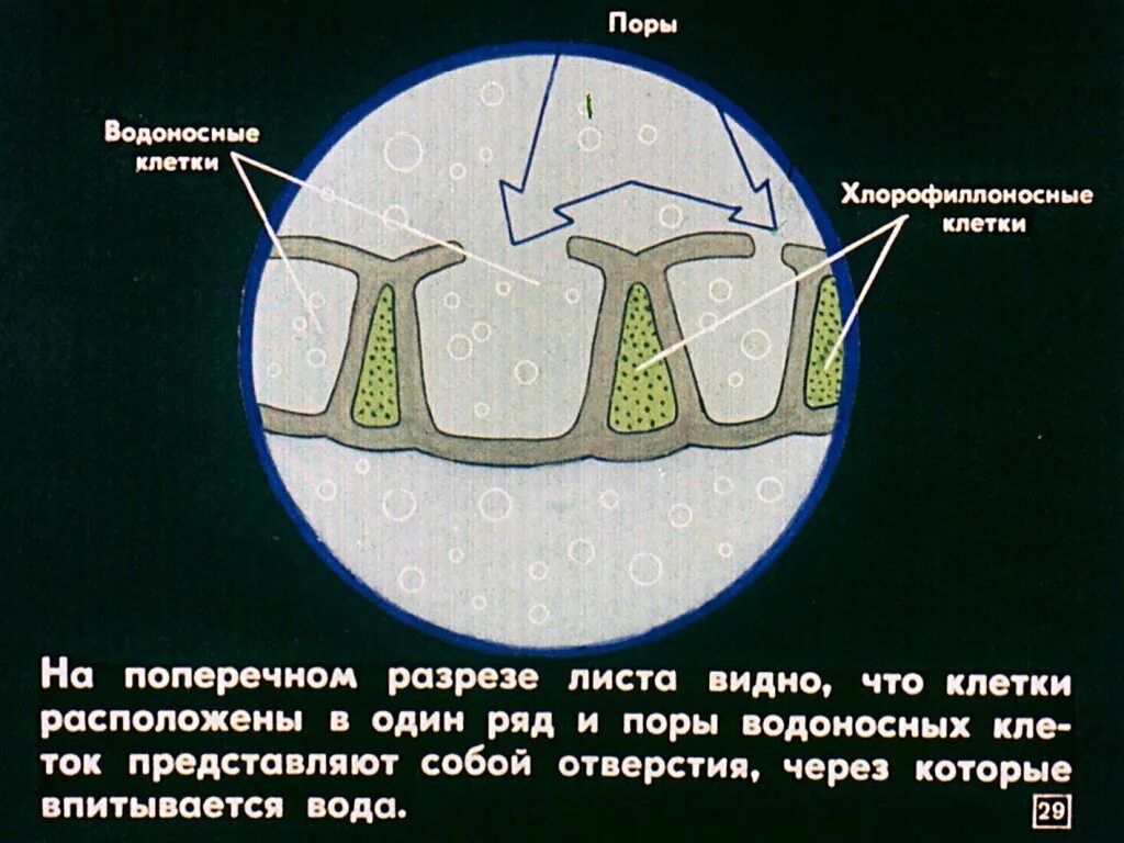 Водоносные клетки в листьях имеет. Хлорофиллоносные клетки. В листьях водоносные клетки. Водоносные клетки сфагнума. Водоносные клетки у мхов.