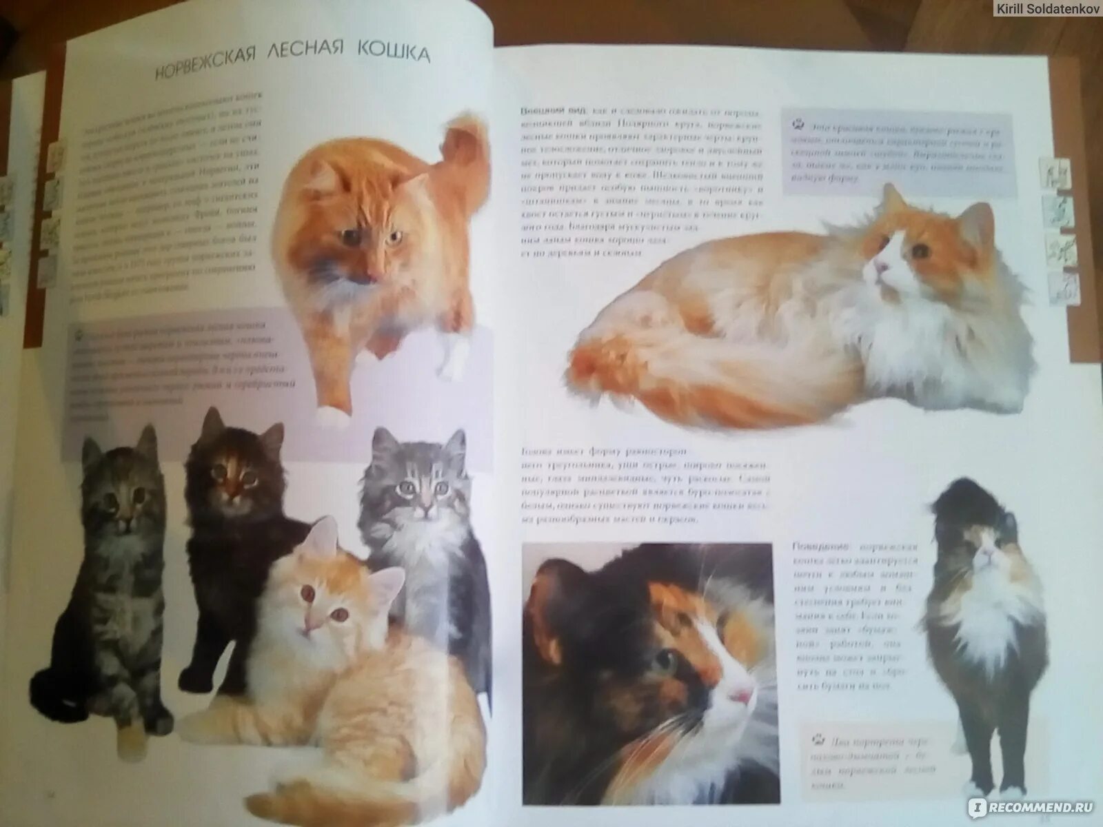 Кот рецензии