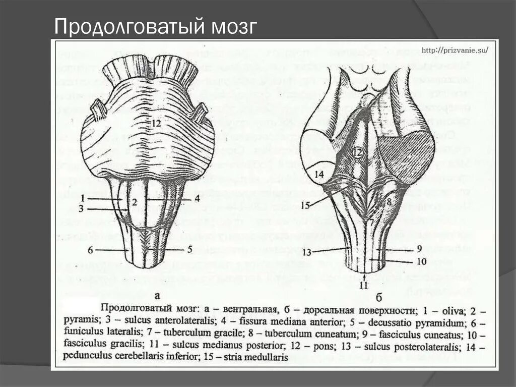 Вентральная поверхность продолговатого мозга. Вентральная поверхность продолговатого мозга анатомия. Внешнее строение продолговатого мозга анатомия. Вентральная поверхность продолговатого мозга схема. Продолговатый мозг и мост вентральная поверхность.