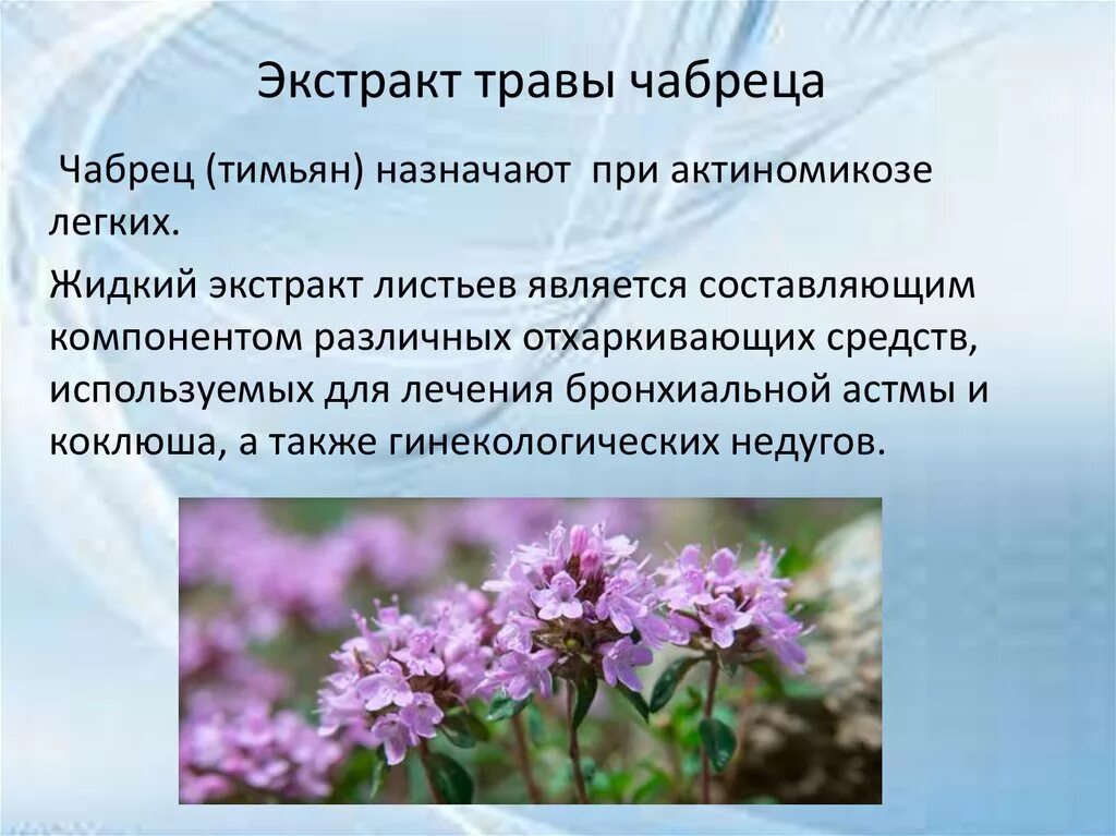 Чабрец поднимает давление. Экстракт травы чабреца. чабрец от высокого давления. экстракт травы чабреца на латинском языке. чабрец понижает давление?.