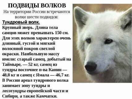 Волк тип питания