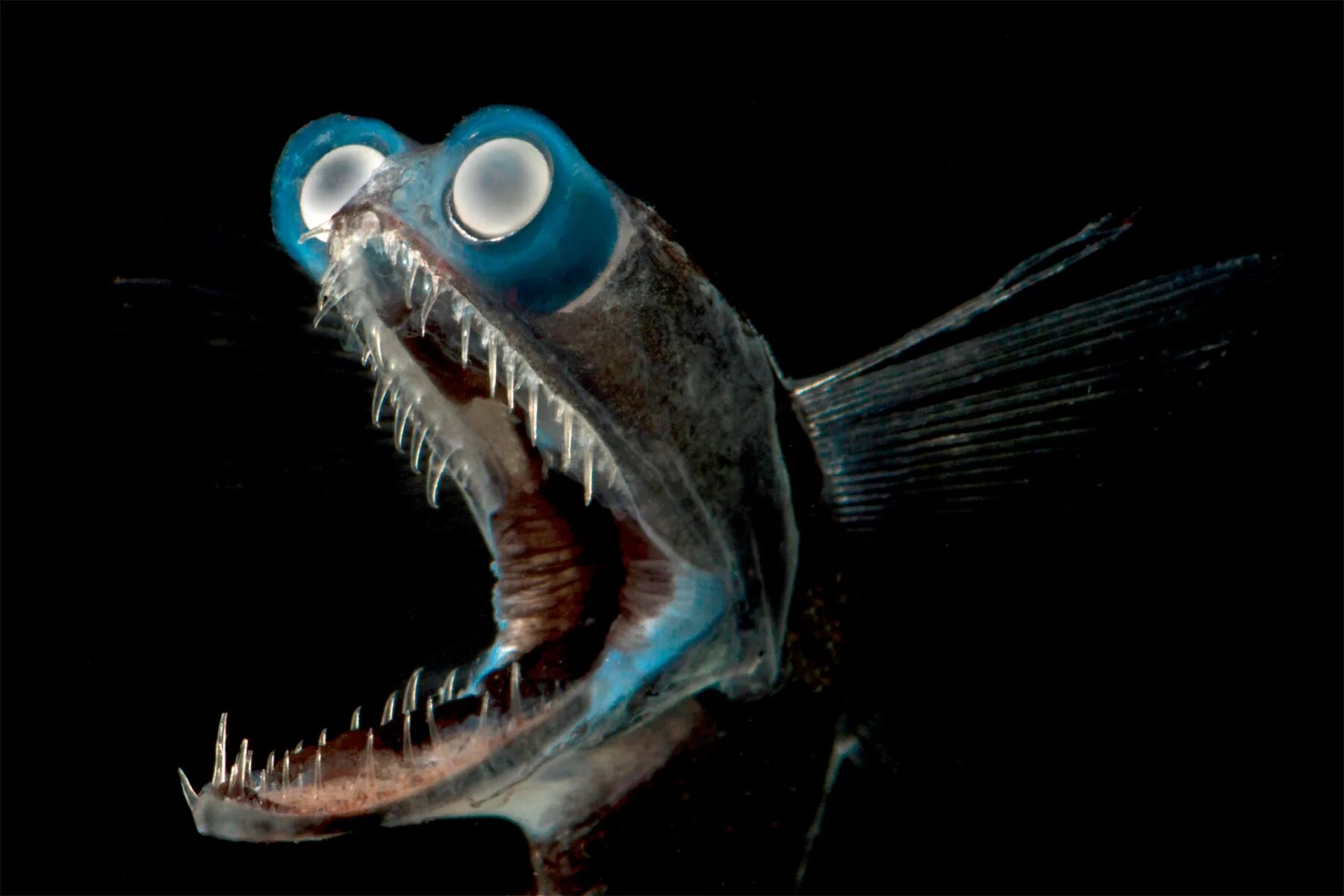Страшные рыбы в океане. Рыба телескоп глубоководная. Рыба удильщик Марианская впадина. Giganturidae рыба телескоп. Giganturidae рыба глубоководная.