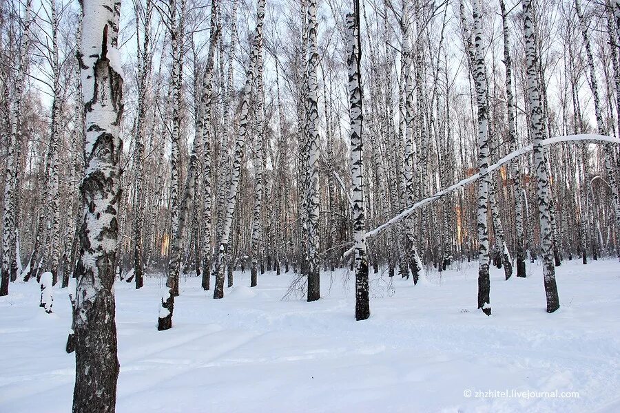 Роща зимой. Район роща зимой Красноярск. Емашевская роща зимой. Город Кемерово Березовая роща спуск зимой. Разгар зимы