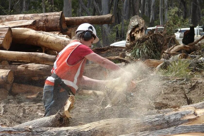 Clearing land. Тимбер в лесу. Работники леса фото. Крик Timber рубит дерево. Timber Ash earthquake.