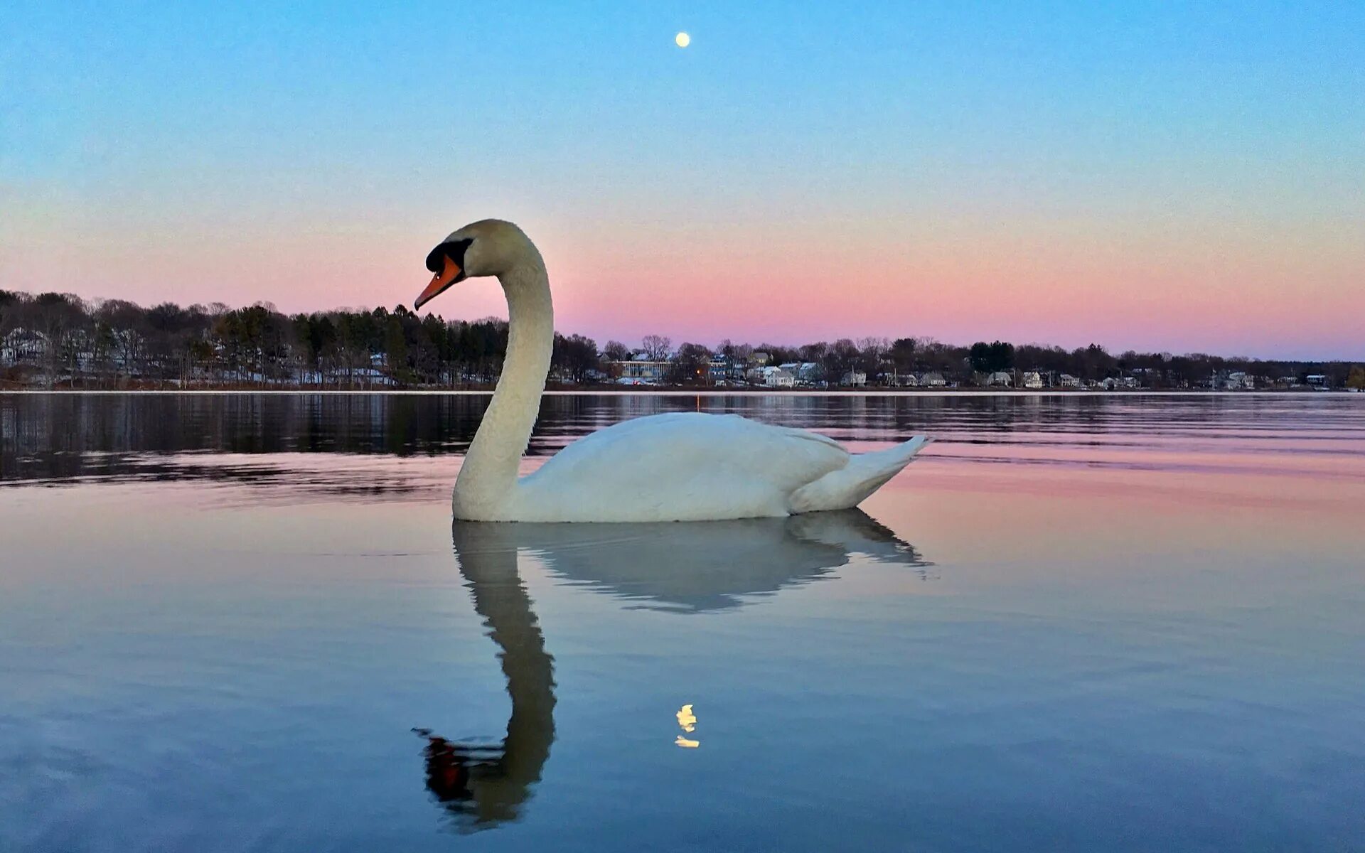 Лебедь. Лебеди (птицы). Лебеди на озере. Красивая природа с лебедями.