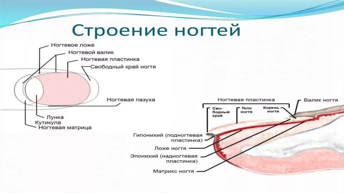 Функции ногтей
