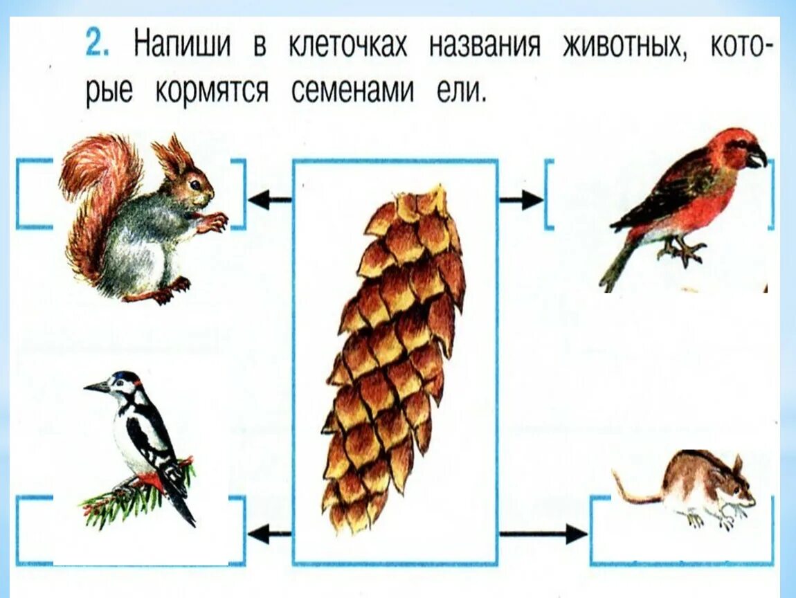 Пример невидимых нитей лесу. Невилимые ни и в осеннем оесу. Невидимые нити в осеннем лесу. Невидимые нити в лесу схема. Пример невидимых нитей в осеннем лесу.