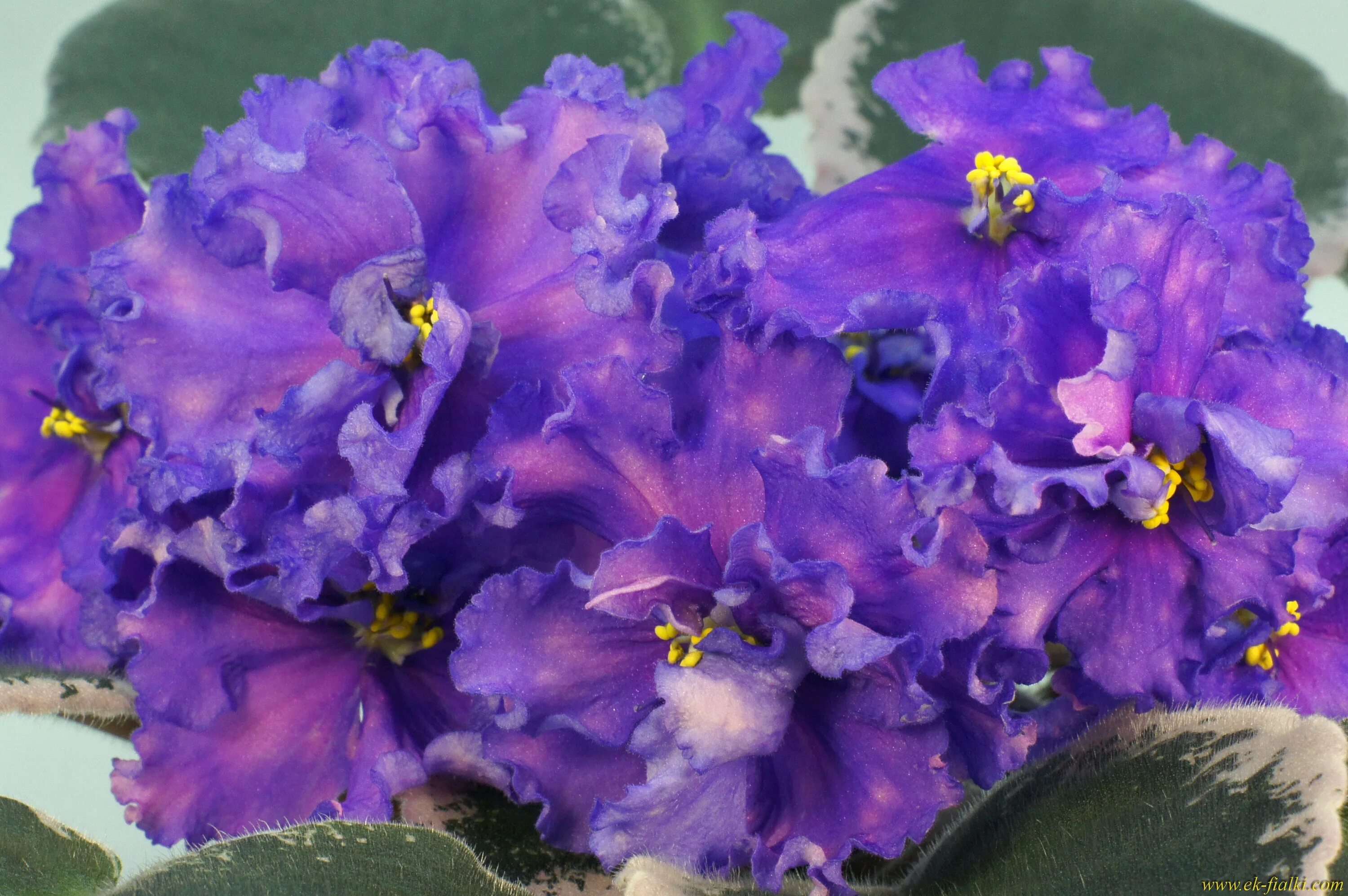 Фиалка ек шанжан. Фиалка ек весенний гром. Фиалка ек звездная шаль. Фиалка ек бархатная королева. Фиалка ек.
