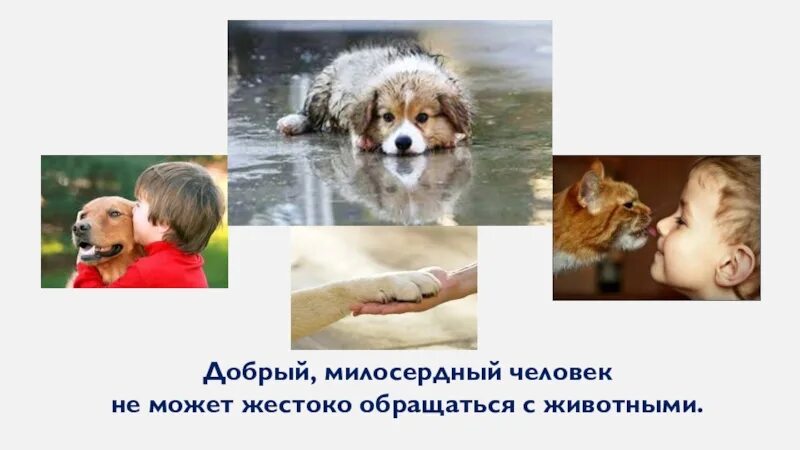 Гуманное отношение к животным. Милосердие к животным. Милосердное отношение к животным. Добро к животным. Легко ли быть милосердным