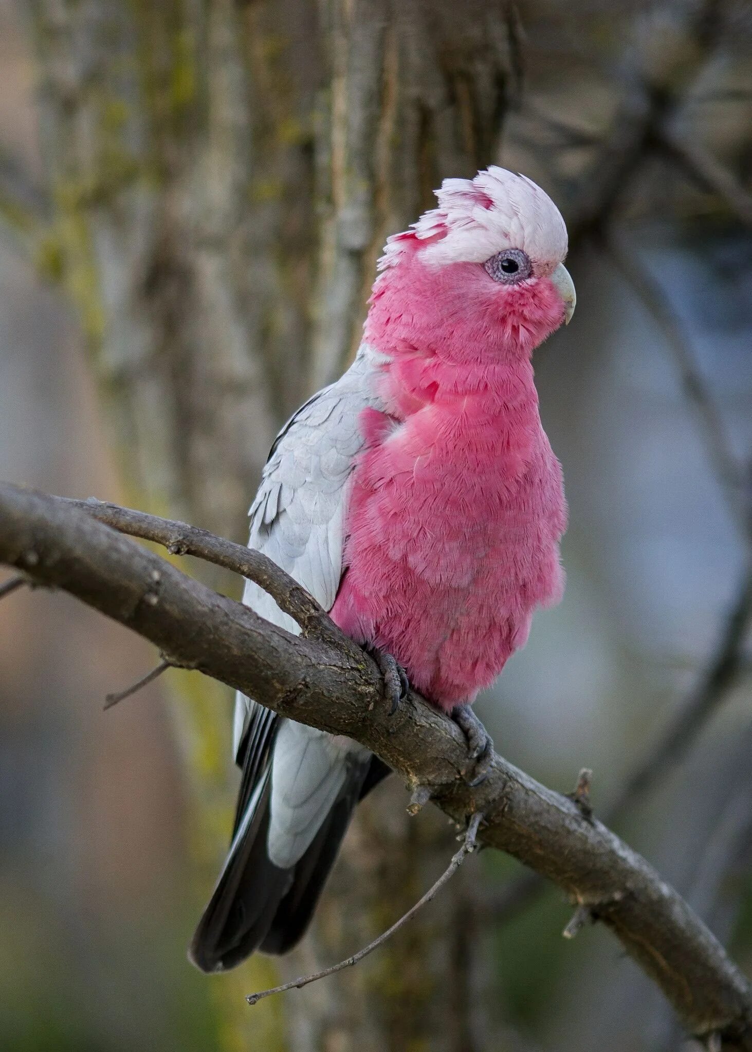 Серо розовая птица. Розовый Какаду птица. Galah Cockatoo. Розовогрудый Какаду. Попугай Какаду самка.