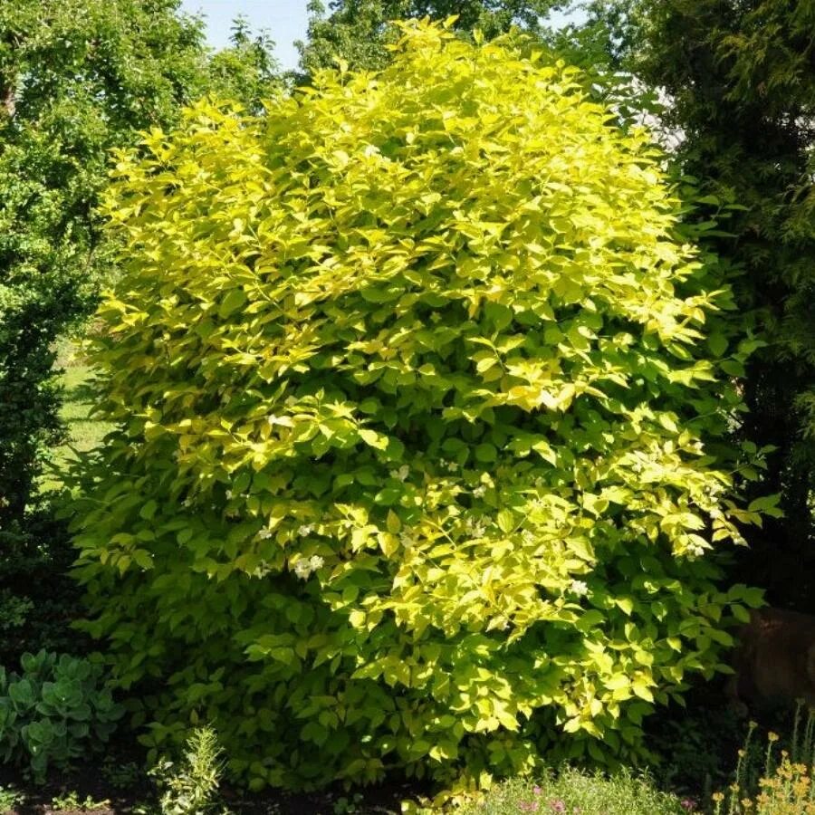 Чубушник ауреус. Чубушник венечный ауреа. Чубушник ауреус. Чубушник венечный филадельфус коронариус. Чубушник венечный золотистый.