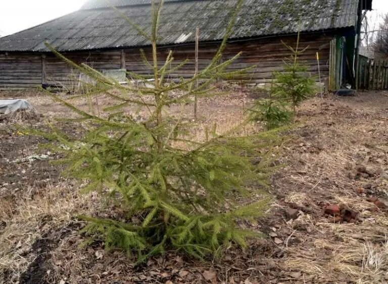 Пересадить ель. Пересадить ель. Ель выкопали. Пересадить ель. Елка после пересадки.