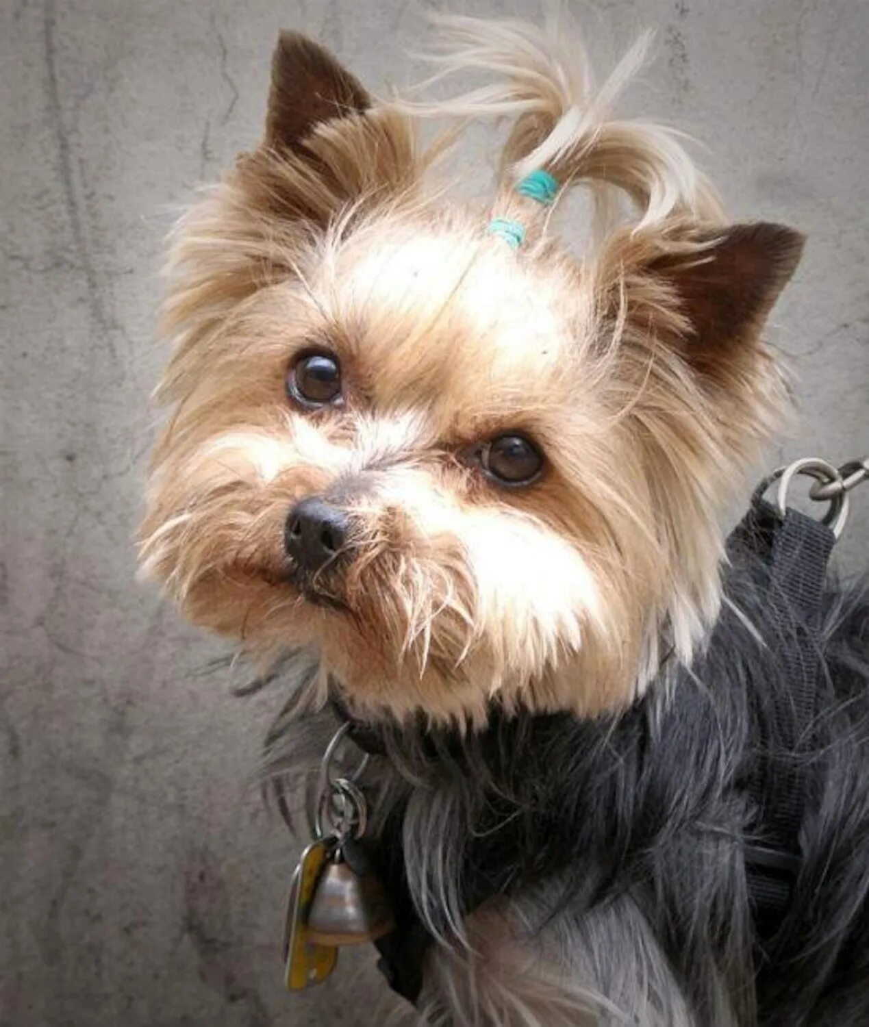 Йоркширский терьер беби фейс. Маленькая собачка йоркширский терьер. Машинка для стрижки собак йоркширского терьера. Ешкорский терьер. Собака которую можно заплетать.