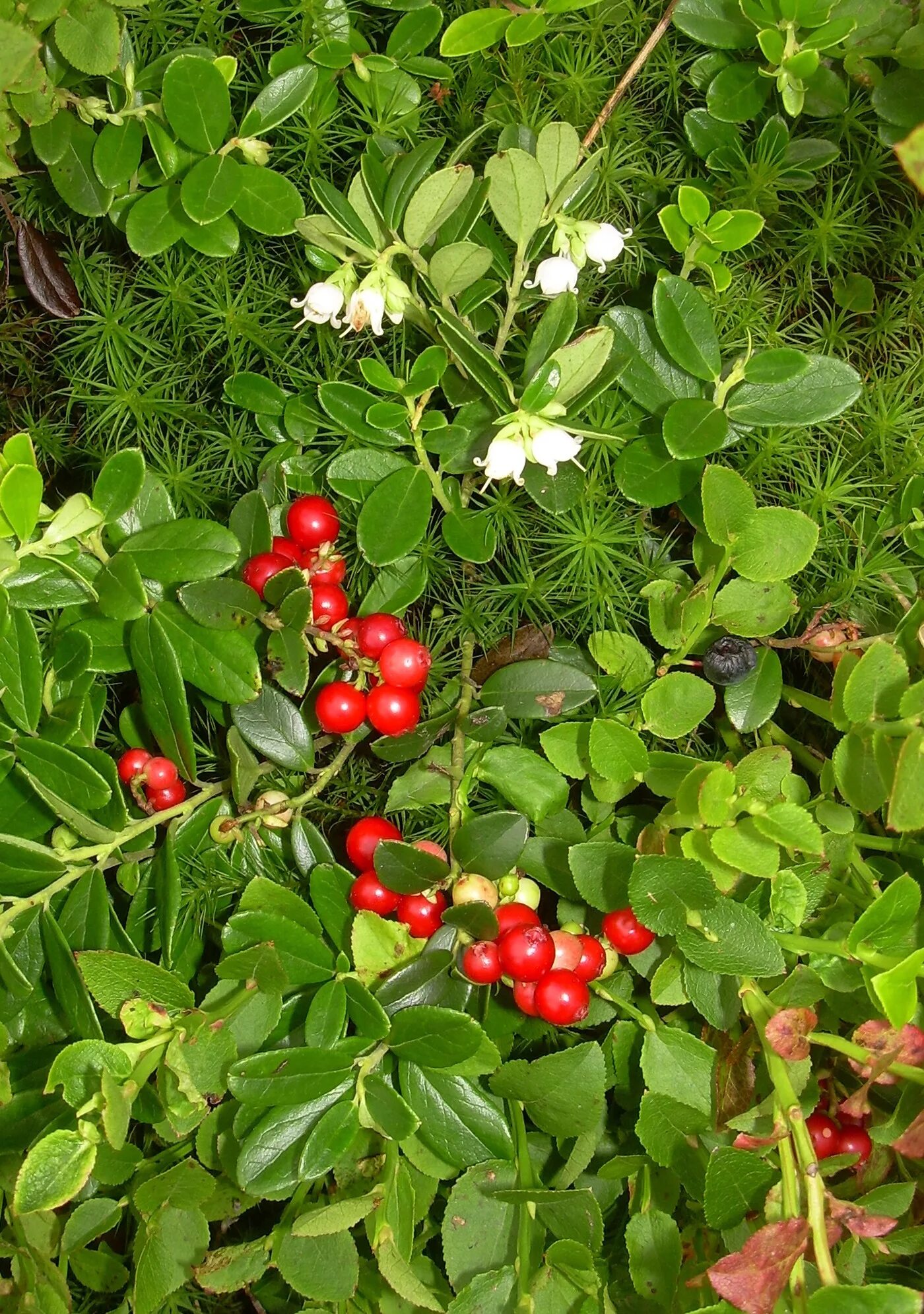Семена клюква крупноплодная купить, узнать описание, посмотреть фото