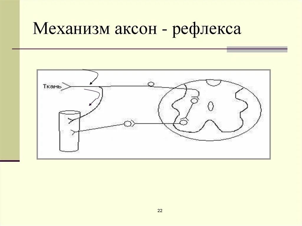 Аксон рефлекс. Аксонный рефлекс. Аксон рефлекс физиология. Аксон рефлекс схема. Понятие об Аксон рефлексе.