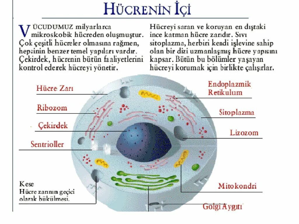 Из чего состоит клеточное строение. Из чего состоит человеческая клетка. строение клетки из чего состоит. состав человеческой клетки. из чего состоит клетка организма.