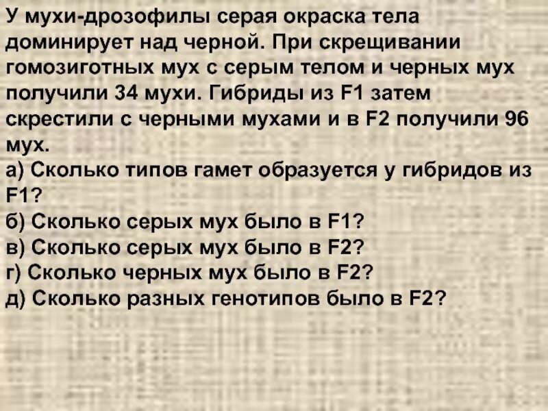 При скрещивании дрозофилы с серым телом. Цвет тела у дрозофилы серый доминирует. у дрозофил черная окраска тела доминирует над серой. у дрозофилы серая окраска тела доминирует над черной. у мухи дрозофилы серый цвет тела доминирует над черным.