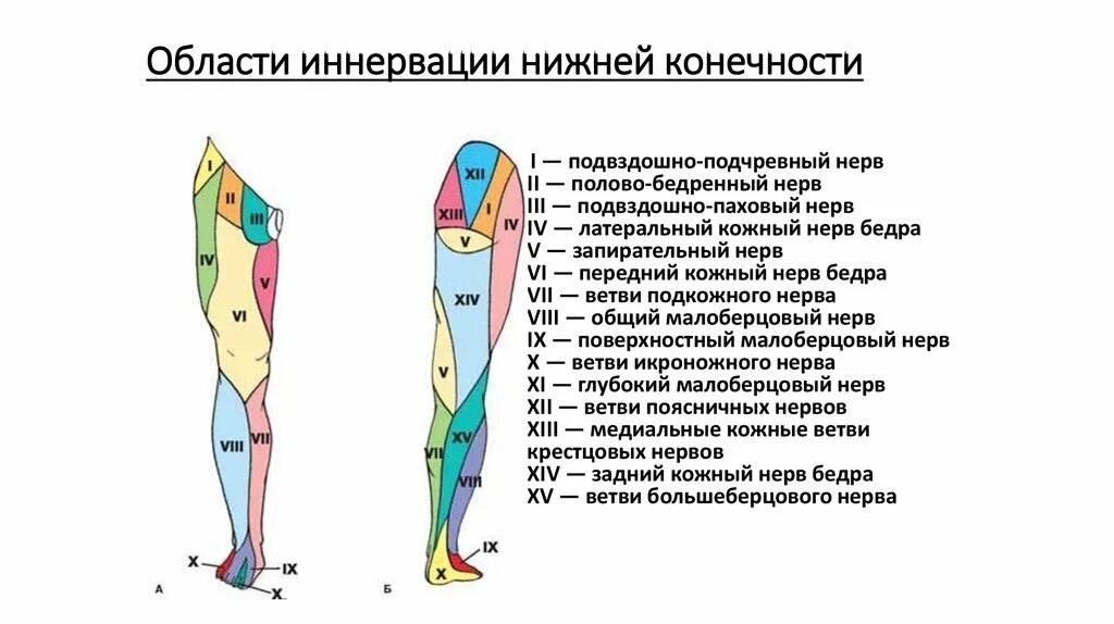 Области нижней конечности. Иннервация кожи нижней конечности схема. Иннервация мышц нижней конечности схема. Схема иннервации нервов нижних конечностей. Зоны иннервации нервов нижних конечностей.