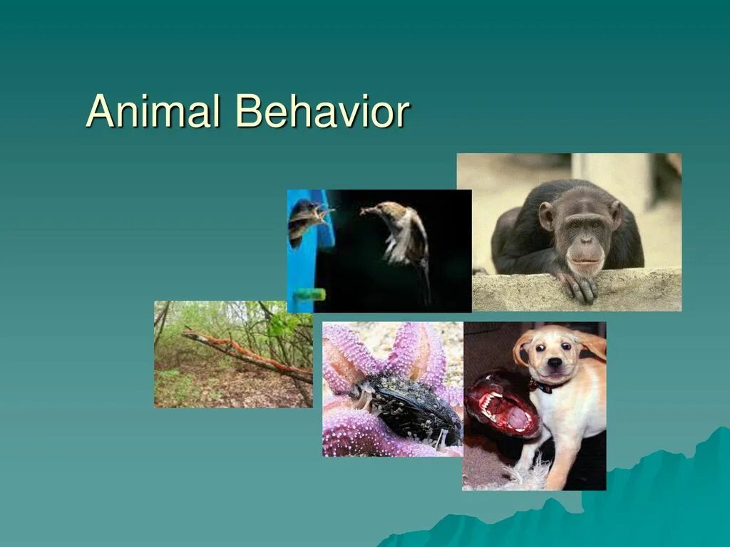 Animal behaviour. Animals презентация. animal behavior. animals specific features ppt. картинки для презентаций powerpoint животные зоопарка.