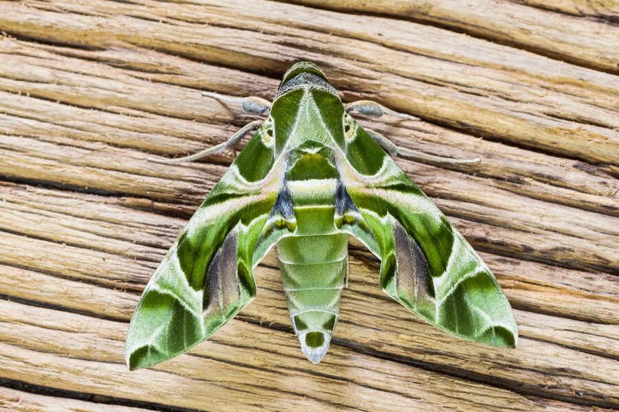 Гусеница бабочки бражник олеандровый. Олеандровый бражник. Бражник олеандровый (daphnis nerii). Олеандровый бражник гусеница. Олеандровый бражник гусеница.