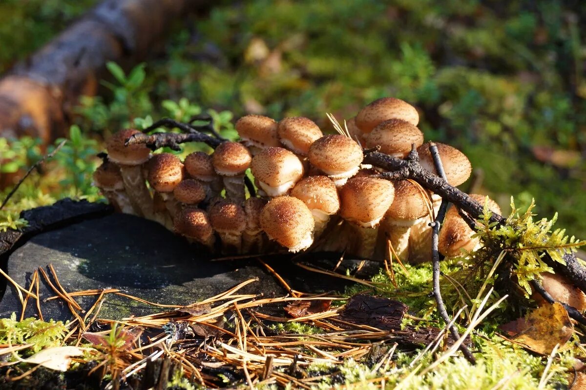 гриб липовик. грибы растущие в сосновом бору. грибы коричневая шляпка сосновый сосновый бор. грибы растущие в сосновом бору. маслята грибная поляна.
