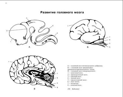 Развитие мозга у плода