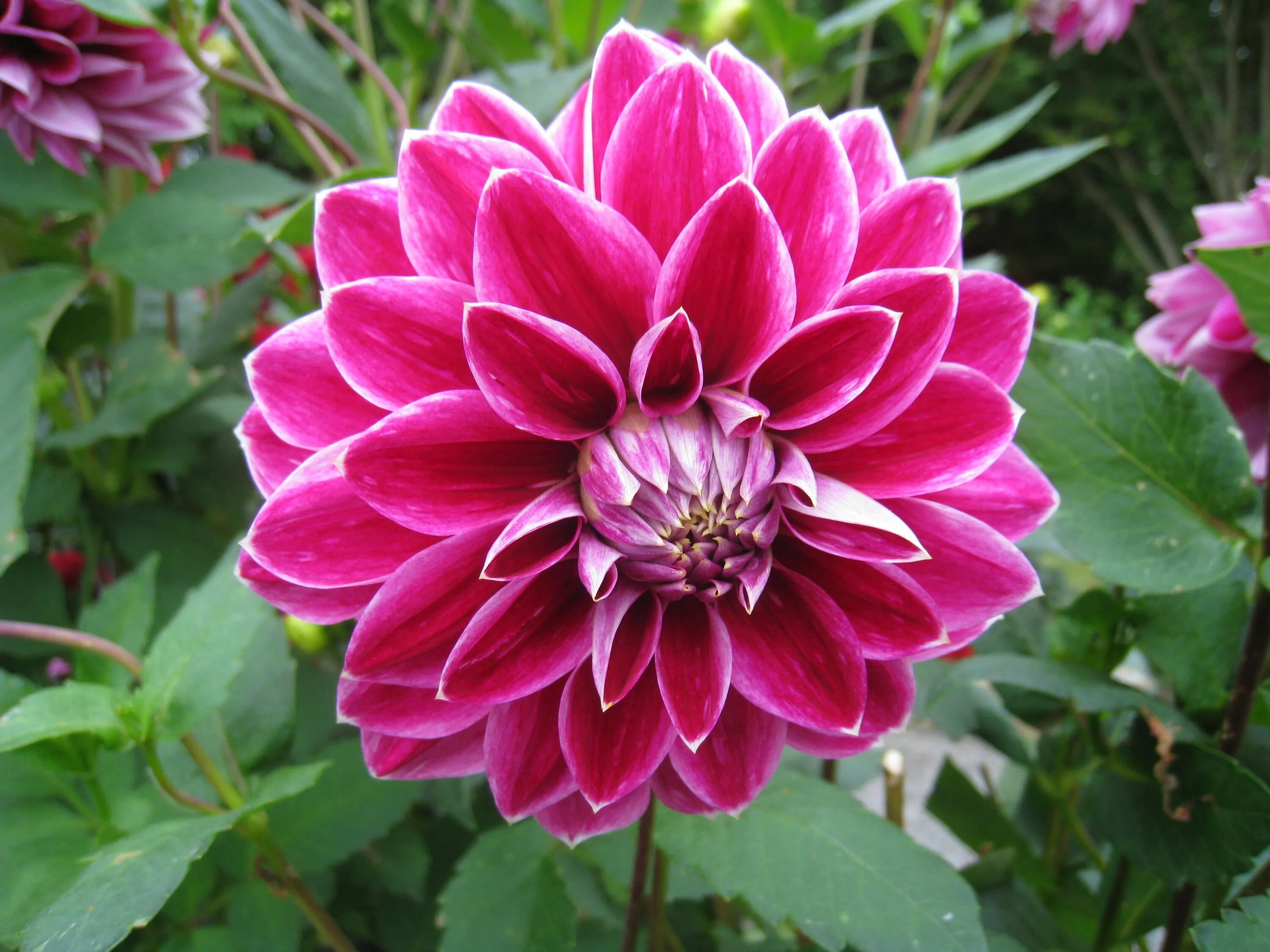 Гергины. Георгины Dahlia.