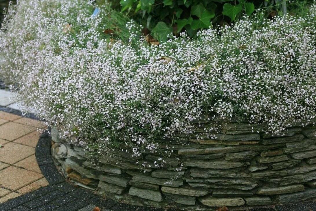 Гипсофила как вырастить на даче. Гипсофила метельчатая &#039;rosenschleier&#039;. гипсофила ползучая «alba». гипсофила паникулата многолетняя.
