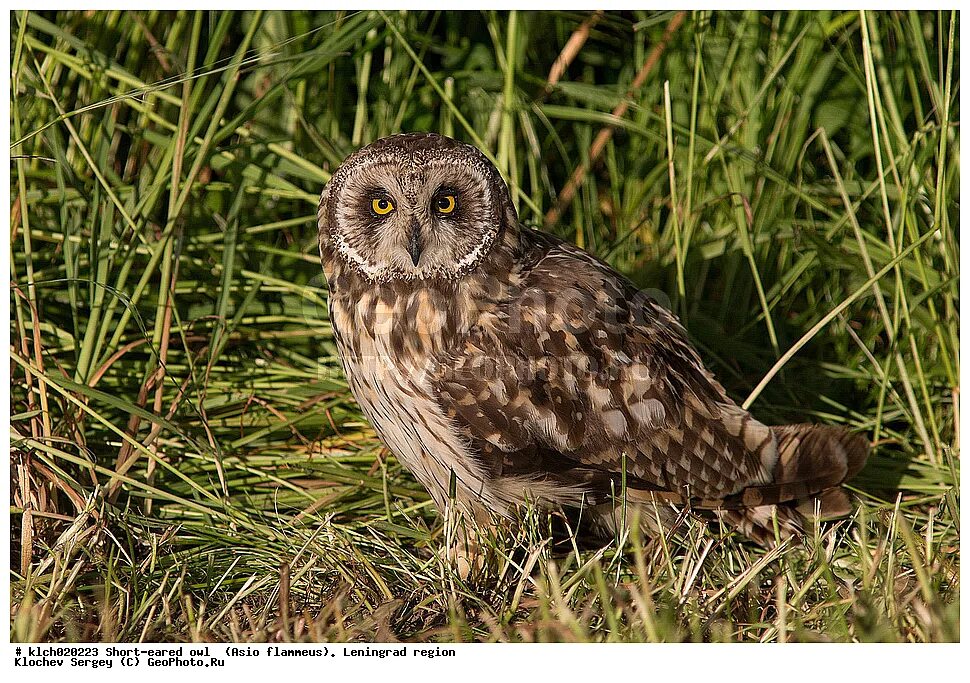 сов ло. неясыть ленинградская область. болотная неясыть. болотная сова ленинградской области. канюка неясыть.