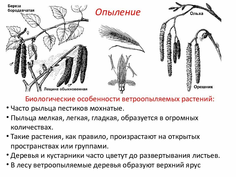 Как опыляется ольха