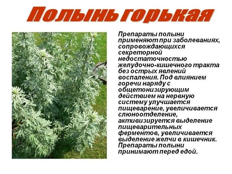 Сколько пить полынь дней. Лекарственные растения полынь. трава полынь горькая лечебные свойства. полынь горькая трава лекарственное растительное. полынь обыкновенная показания.