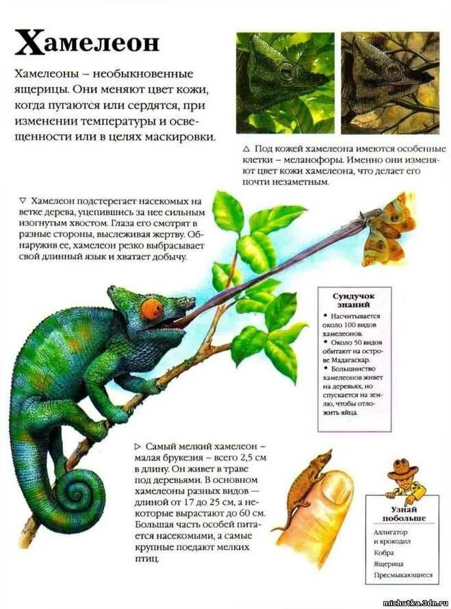 Хамелеон краткое содержание. Два хамелеона. Хамелеон доклад. Хамелеон том 4 читать полностью. Хамелеон доклад.