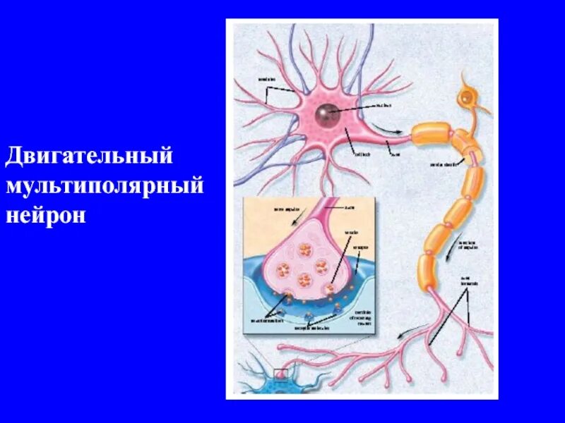 Структуры двигательного нейрона. Двигательный нейрон. анатомия центрального двигательного нейрона. мультиполярный двигательный нейрон. строение двигательного нейрона.