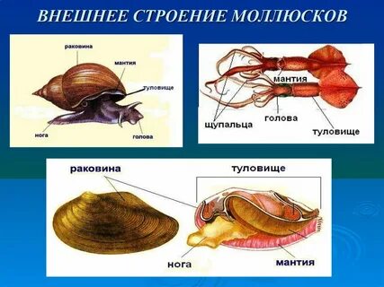 Моллюски дышат всей поверхностью тела
