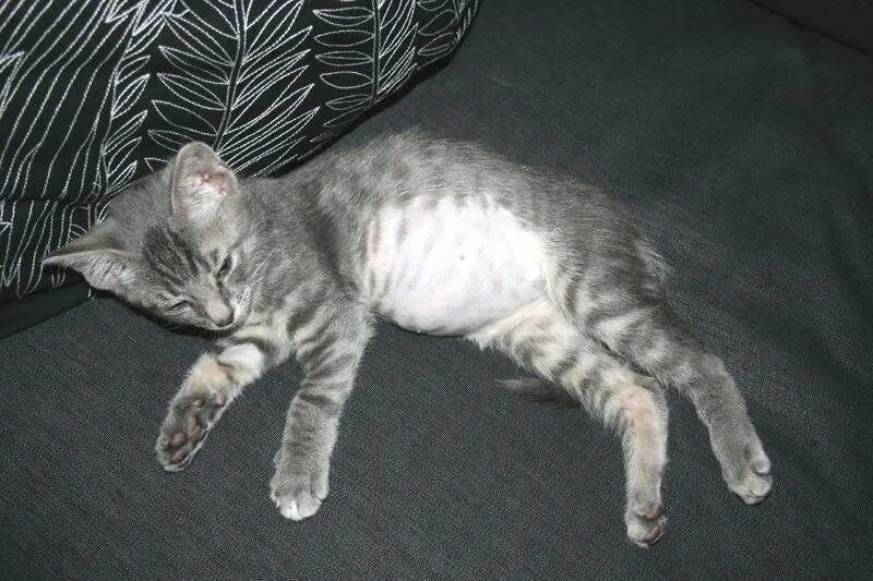 Вздуло живот у кота. Вздуло живот у кота