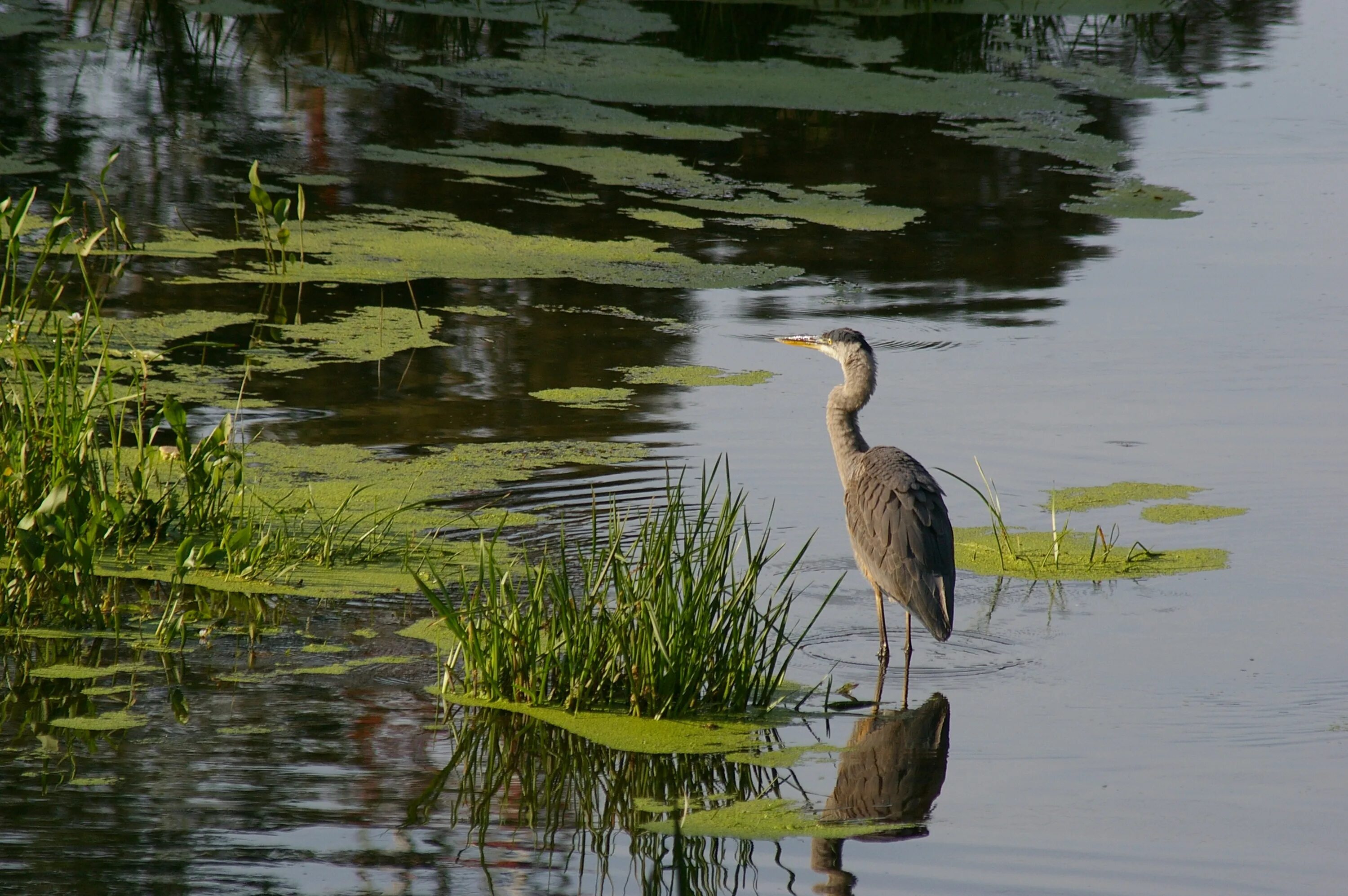 Какие животные есть на болоте. Цапля Болотная Тверская область. Сестрорецкое болото фауна. Заказник Мшинское болото животные. Цапля река Клязьма.