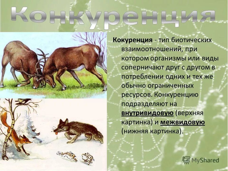 Приведите примеры взаимовыгодных. Взаимовыгодные отношения организмов. Приведите примеры взаимовыгодных. Приведите примеры взаимовыгодных. Приведите примеры взаимовыгодных.