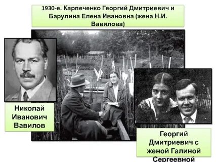 Карпеченко достижения в селекции