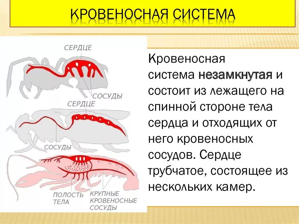 Незамкнутая кровеносная система характеристика